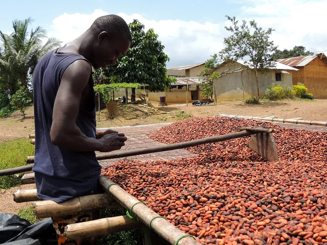 Travail des fèves de cacao au séchage, Côte d’Ivoire.